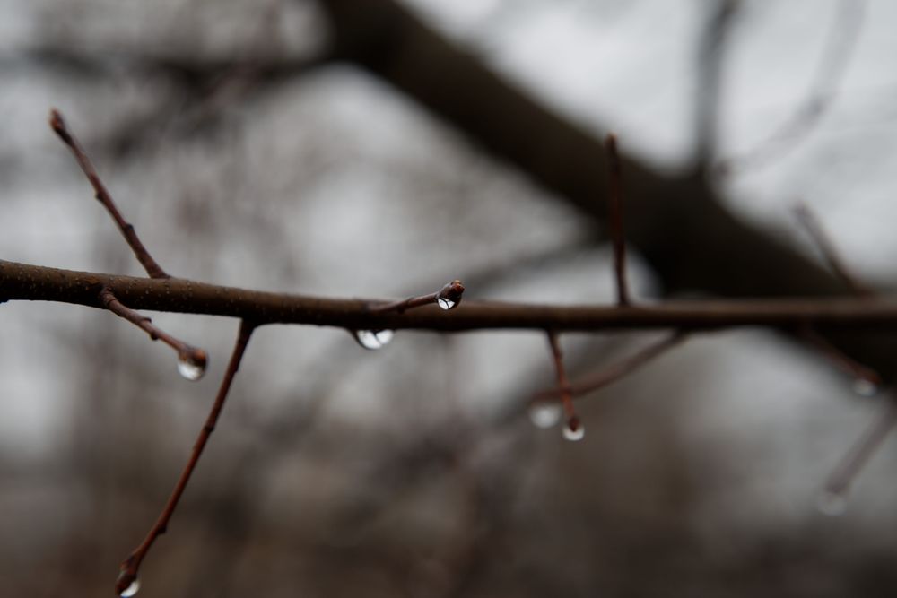 Kennan Bryant | Zeerba - Demo