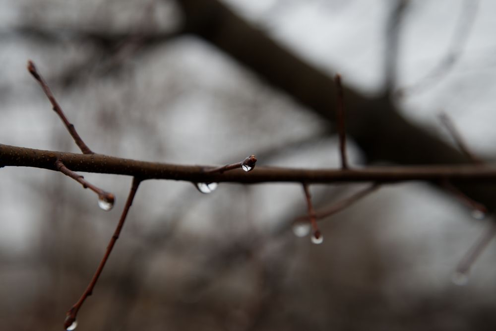 Kirby Rojas | Zeerba - Demo